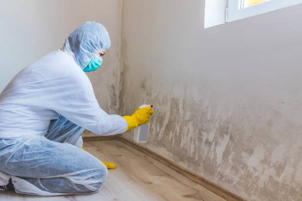 Professional mold removal team in Bokeelia