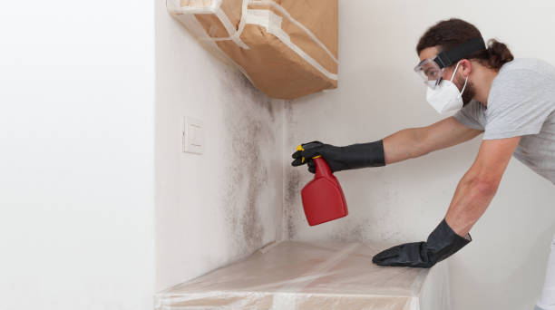 Basement Mold Remediation treatment on basement walls in Bokeelia